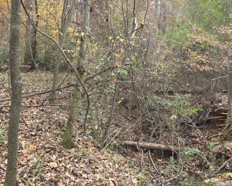 Un bosque otoñal con hojas caídas, árboles y un pequeño arroyo.
